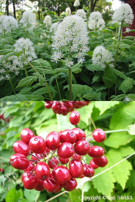  Actaea rubra 